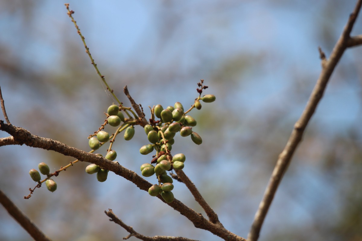 Lannea coromandelica (Houtt.) Merr